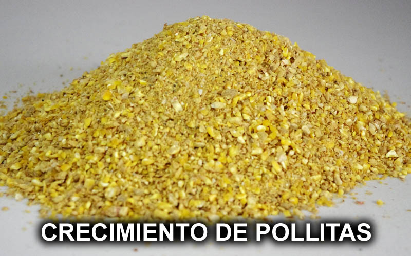 CRECIMIENTO DE POLLITAS