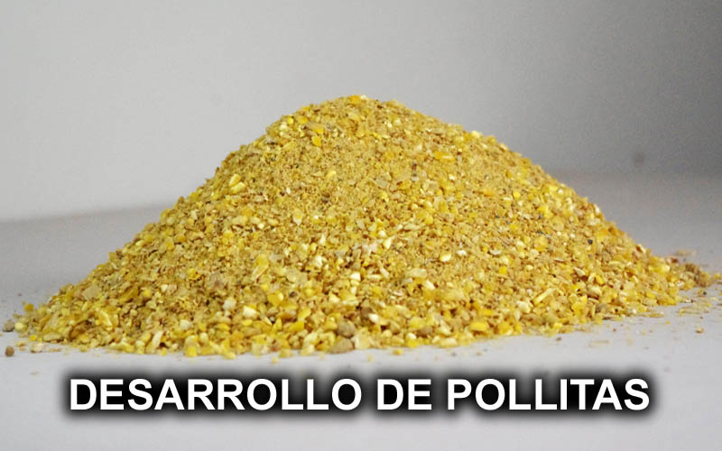 DESARROLLO DE POLLITAS