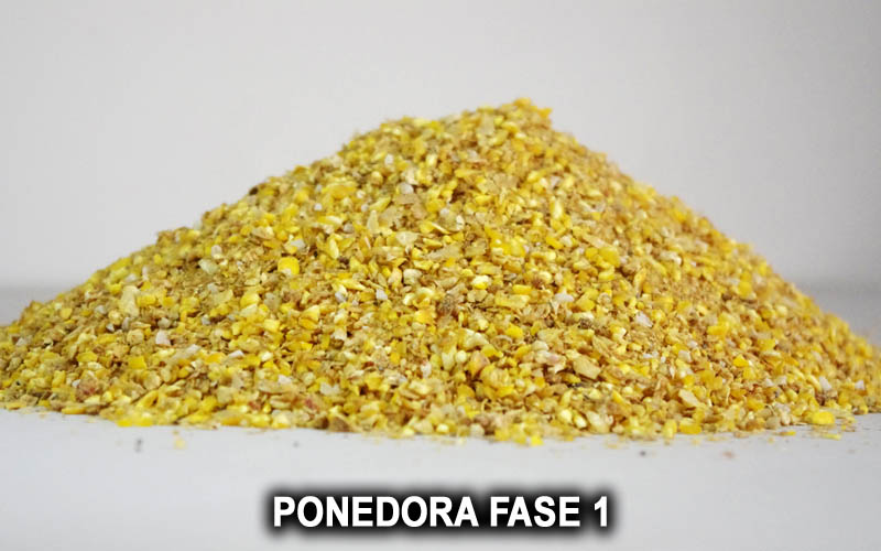 PONEDORA FASE 1