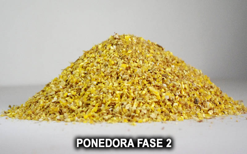 PONEDORA FASE 2