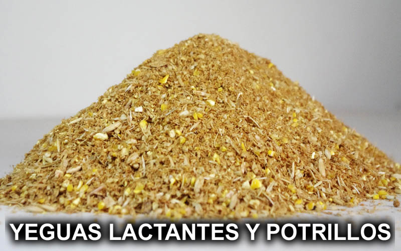 YEGUAS LACTANTES Y POTRILLOS