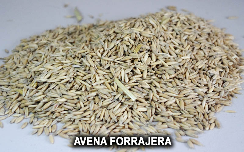 AVENA FORRAJERA